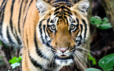 an Asian adventure in search of the magnificent Bengal Tiger – Incredible India, Day 14: Overnight Flight