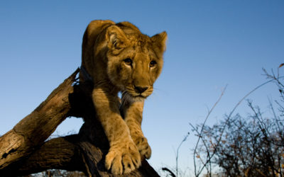 Ultimate Africa: To Walk with Lions – a photographic safari in Botswana and Zimbabwe // Day 13: Antelope Park