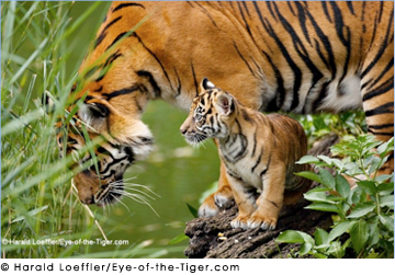 Conservation in the Spotlight: 21st Century Tiger – Giving wild tigers a future