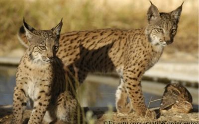 Conservation in the Spotlight: SOS Lynx